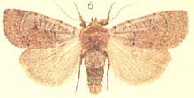 Rođak German Moths of the British Isles.jpg