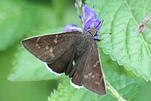 Coyote cloudywing (Achalarus toxeus) dorsal.jpg