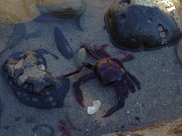 A crab found in the CNM tidepools, February 2013