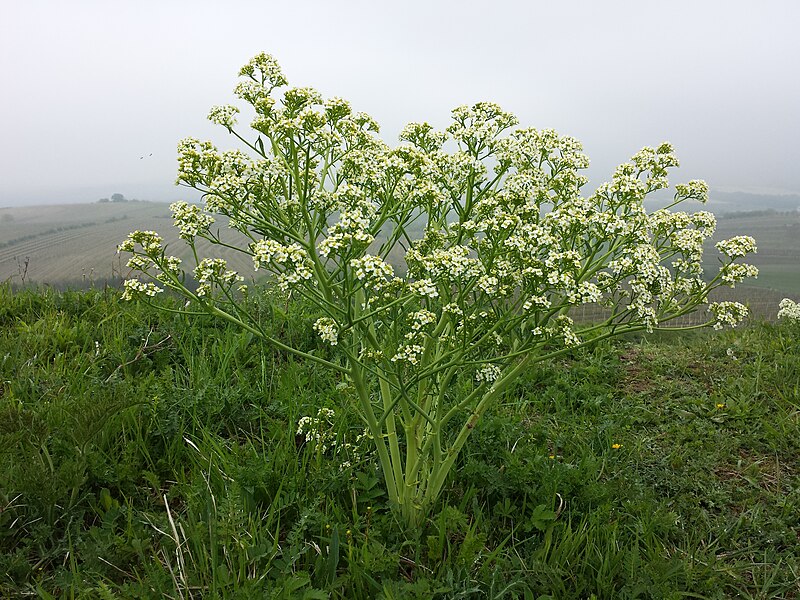 File:Crambe tataria sl29.jpg