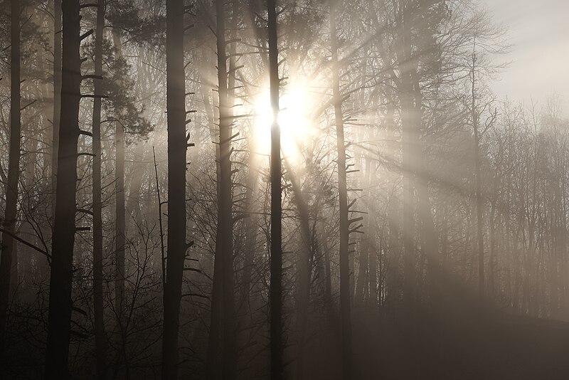 File:Crepuscular rays in the forest near Przeginia Duchowna, Lesser Poland Voivodeship, 20240225 0830 6640.jpg