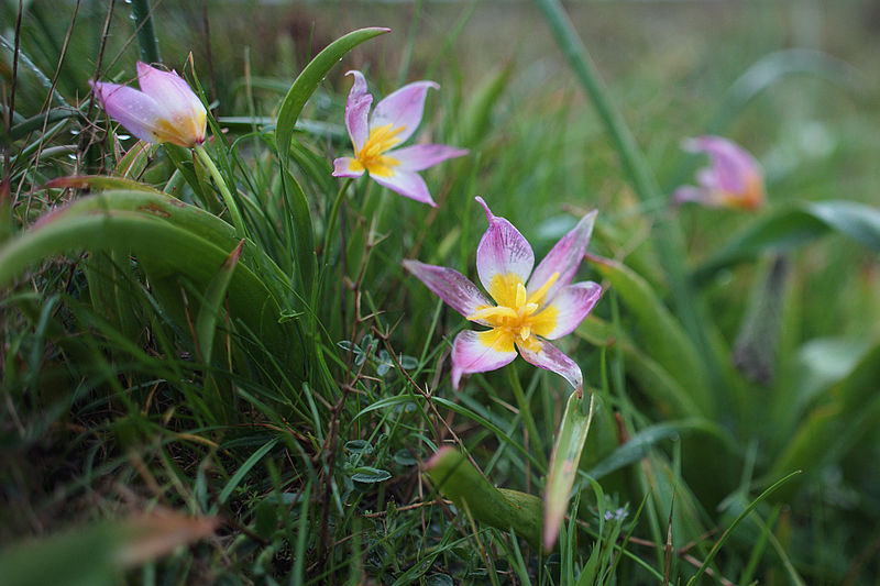 File:Cretan Tulip2(js).jpg