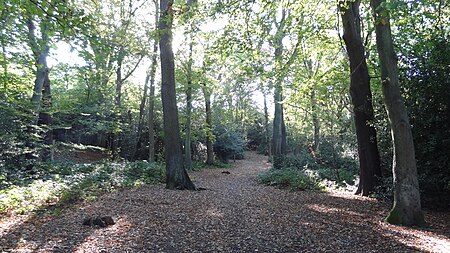 Croham Hurst path