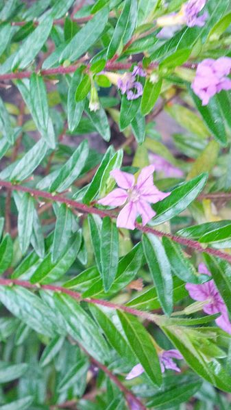 File:Cuphea hyssopifolia in July.jpg