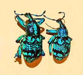 Kuvan kuvaus Curculionidae - Eupholus chevrolati.JPG.