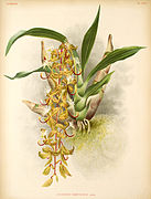 Cycnoches peruvianum