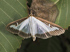  Imago