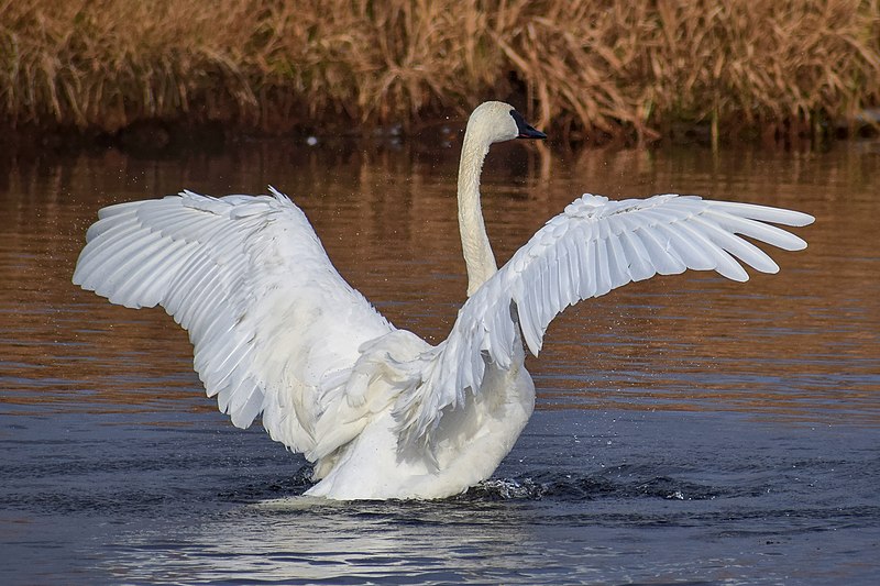 File:Cygnus buccinator - Junction Creek.jpg