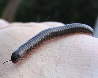 <i>Cylindroiulus caeruleocinctus</i> Species of millipede