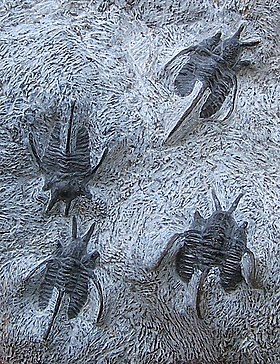 Trilobites da espécie Cyphaspis tafilalet