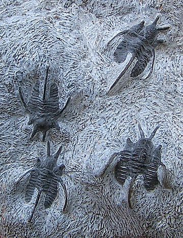 Trilobitomorfs