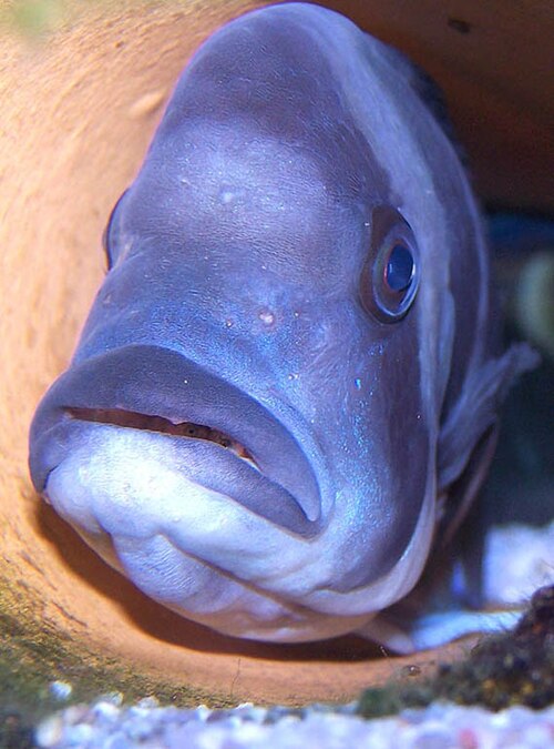 A female Cyphotilapia frontosa mouthbrooding fry which can be seen looking out from her mouth