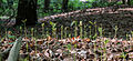 * Nomination Seedlings (Fagus sylvatica) in the nature reserve "Franzosenbach", Dülmen, North Rhine-Westphalia, Germany --XRay 12:30, 9 May 2014 (UTC) Interesting, but the right hand side has nothing in focus. Mattbuck 18:56, 15 May 2014 (UTC) * Withdrawn  I withdraw my nomination So it's better to withdraw ... Thanks for your review. --XRay 14:44, 17 May 2014 (UTC)