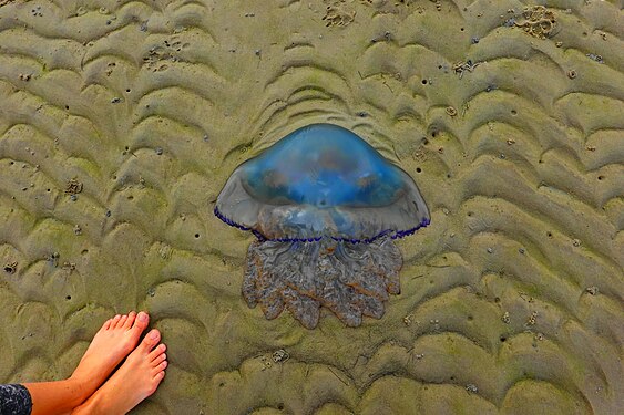 Barrel jellyfish on the beach of Island Föhr, Germany