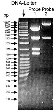 Miniatuur voor DNA-ladder