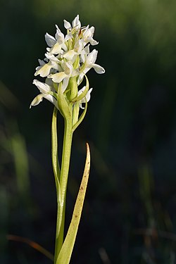 Dactylorhiza ochroleuca