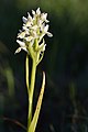 Dactylorhiza incarnata subsp. ochroleuca inflorescence Estonia - Niitvälja Bog