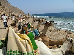 Litorale di Dahab