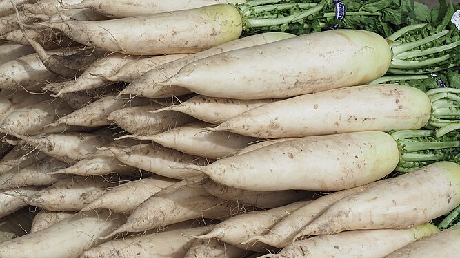 Daikon (Japanese white radish)