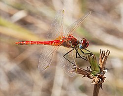 Darter August 2007-21.jpg