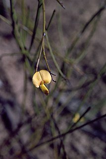 <i>Daviesia anceps</i> Species of flowering plant