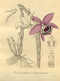 plate 214 Dendrobium lituiflorum