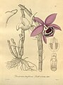 Dendrobium lituiflorum plate 214 in: H. G. Reichenbach: Xenia orchidacea - vol. 3 (1900)