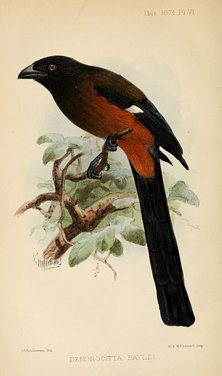 <span class="mw-page-title-main">Andaman treepie</span> Species of bird