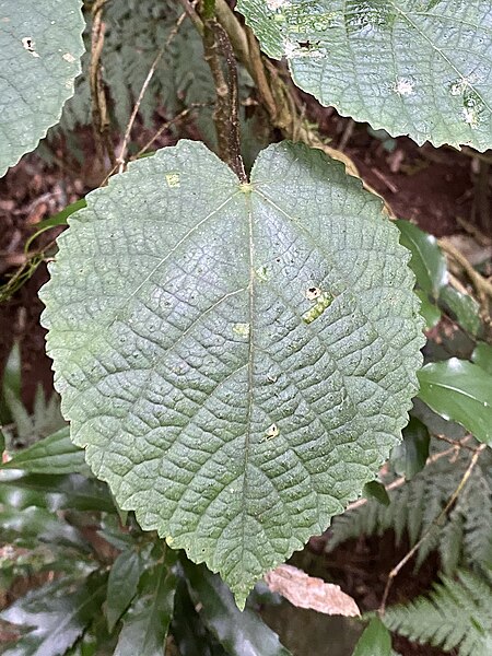 File:Dendrocnide excelsa 130666854.jpg