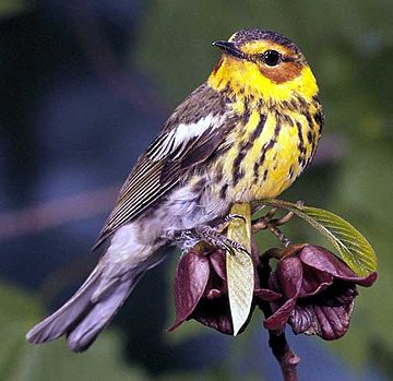 Cape May warbler