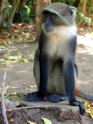 Macaco-de-garganta-branca (C. a. Albotorquatus) no Quênia