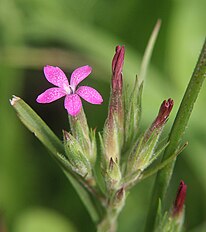 <center>Dianthus armeria</center>