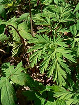 Dicentra formosa