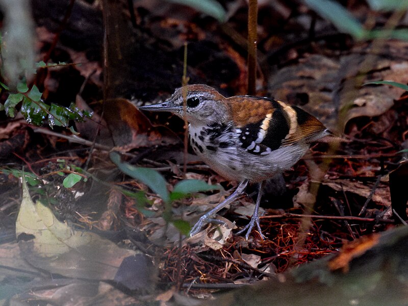 File:Dichrozona cincta Banded Antbird (male); Jaci-Parana, Porto Velho, Rondônia, Brazil 02 (cropped).jpg