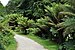 Dicksonia antarctica at Conservatoire botanique national de Brest.jpg