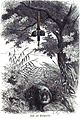 Die Gartenlaube (1857) b 329.jpg Jagd auf Flußpferde