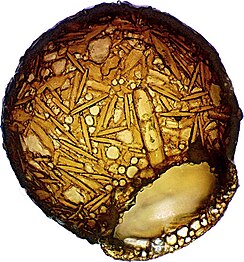 Diflugia urceolata aus dem Ibmer Moor, eine Arcellinida