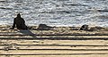 Digging dog Delaware seashore DE1.jpg