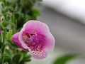 Detalle dunha flor.