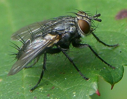 Отряд двукрылые мухи. Отряд Двукрылые. Двукрылые насекомые комар. Двукрылые(Diptera). Отряд насекомых Двукрылые представители.