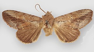 <i>Disphragis hemicera</i> Species of moth