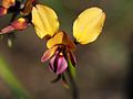 Diuris corymbosa