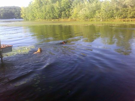 Dogsinlake 1 (2)