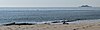 Three dolphins off Cape May Point with the Ferry heading toward Lewes in the background