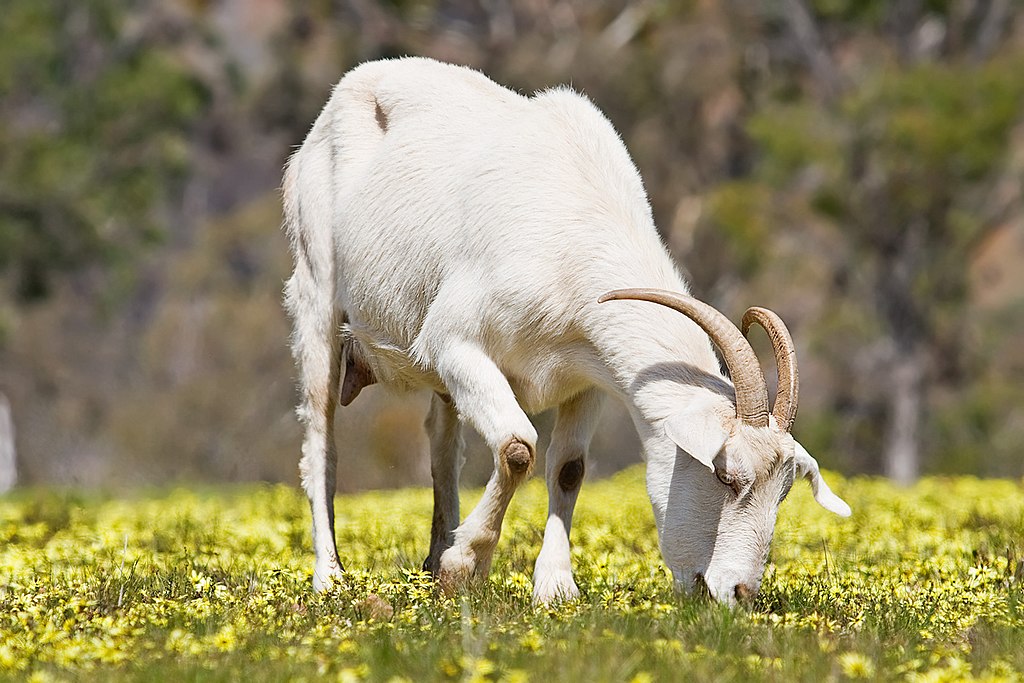 Domestic goat feeding on capeweed.jpg