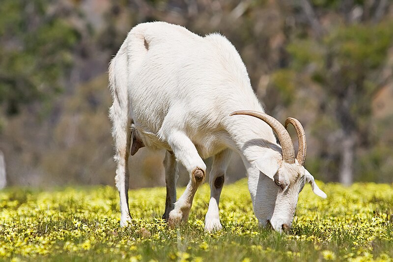 File:Domestic goat feeding on capeweed.jpg