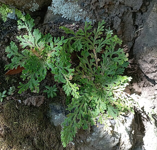 File:Doradilla (Selaginella sp.).jpg