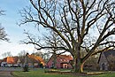 Village square with trees and the adjacent courtyards in the south