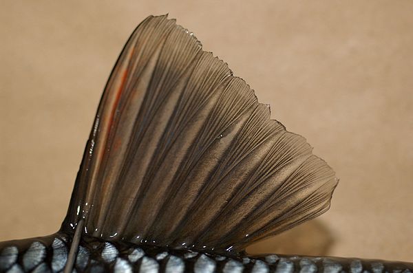 Dorsal fin of a chub (Squalius cephalus)