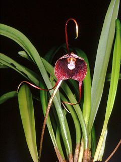 <i>Dracula benedictii</i> Species of orchid